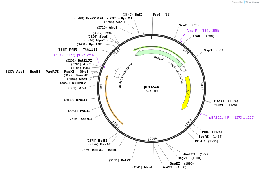 233839-plasmid-map-sequence-id-467734