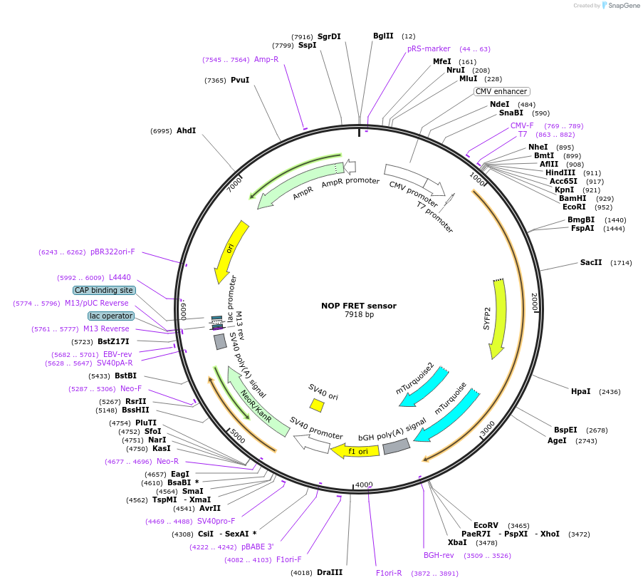 231809-plasmid-map-sequence-id-467736
