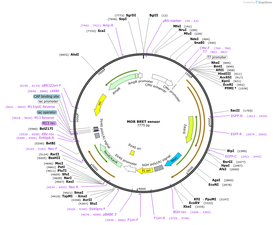 231810-plasmid-map-sequence-id-467737