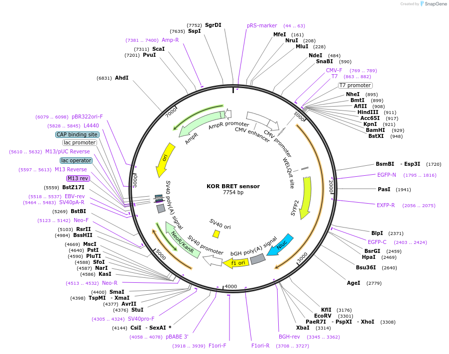 231811-plasmid-map-sequence-id-467738