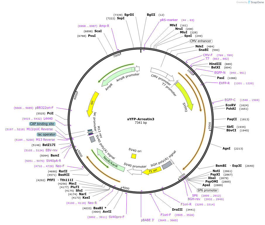 231812-plasmid-map-sequence-id-467739