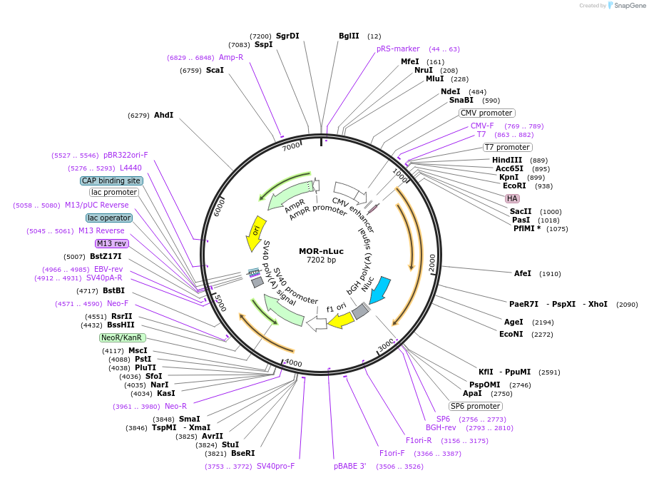 231813-plasmid-map-sequence-id-467740