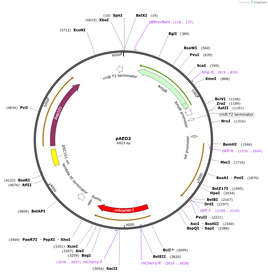 234599-plasmid-map-sequence-id-467741