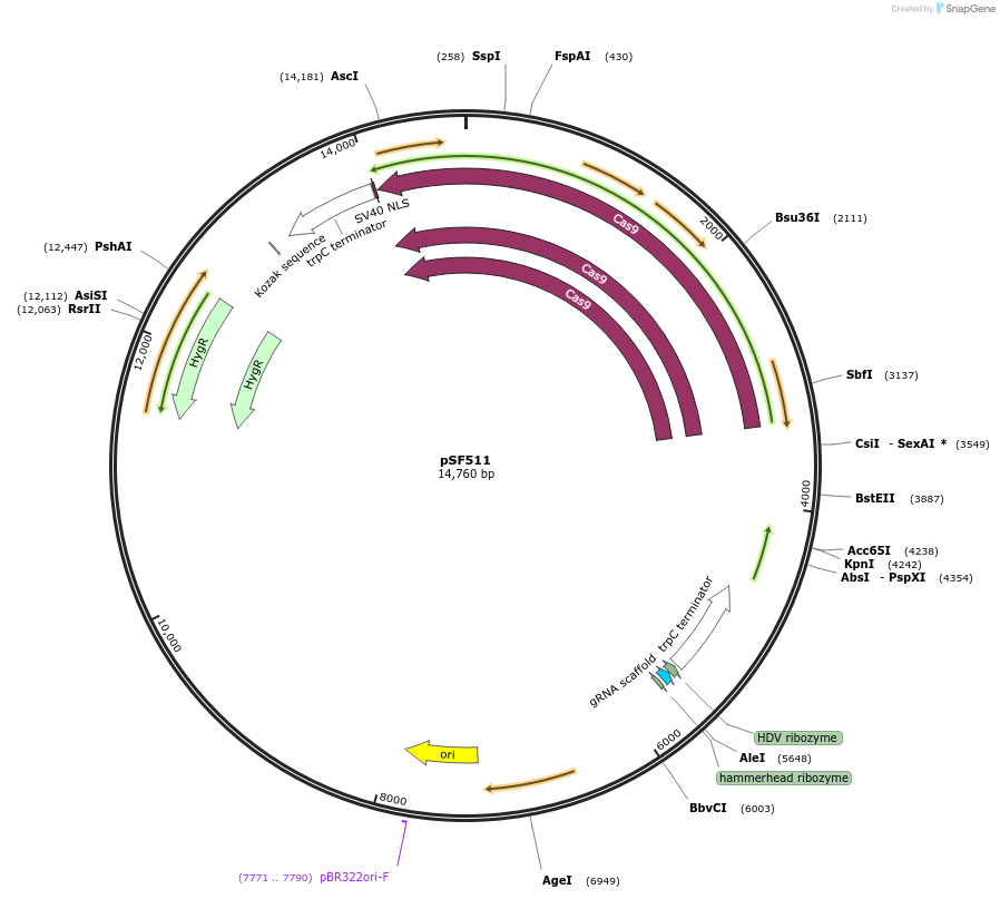 222719-plasmid-map-sequence-id-467742