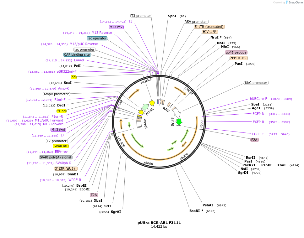 235029-plasmid-map-sequence-id-467747