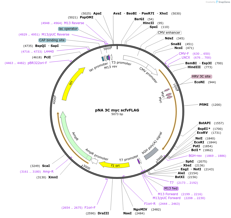 234990-plasmid-map-sequence-id-467750