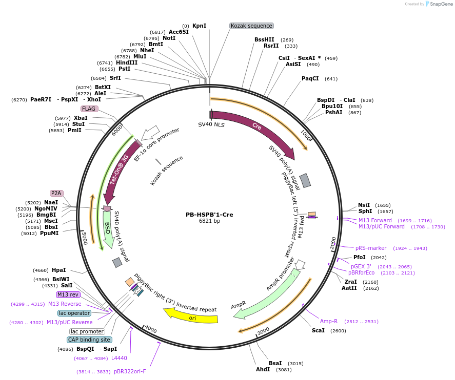 235222-plasmid-map-sequence-id-467754