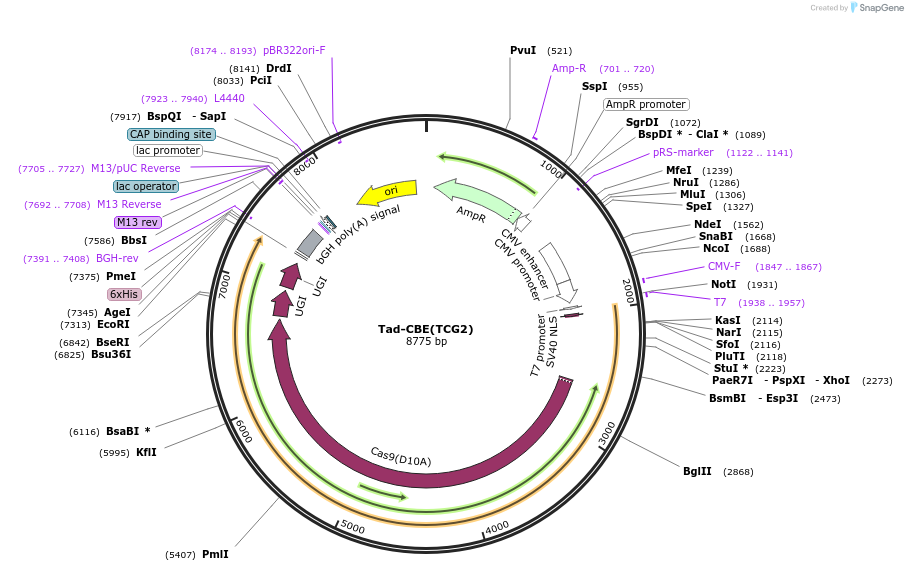 235068-plasmid-map-sequence-id-467755