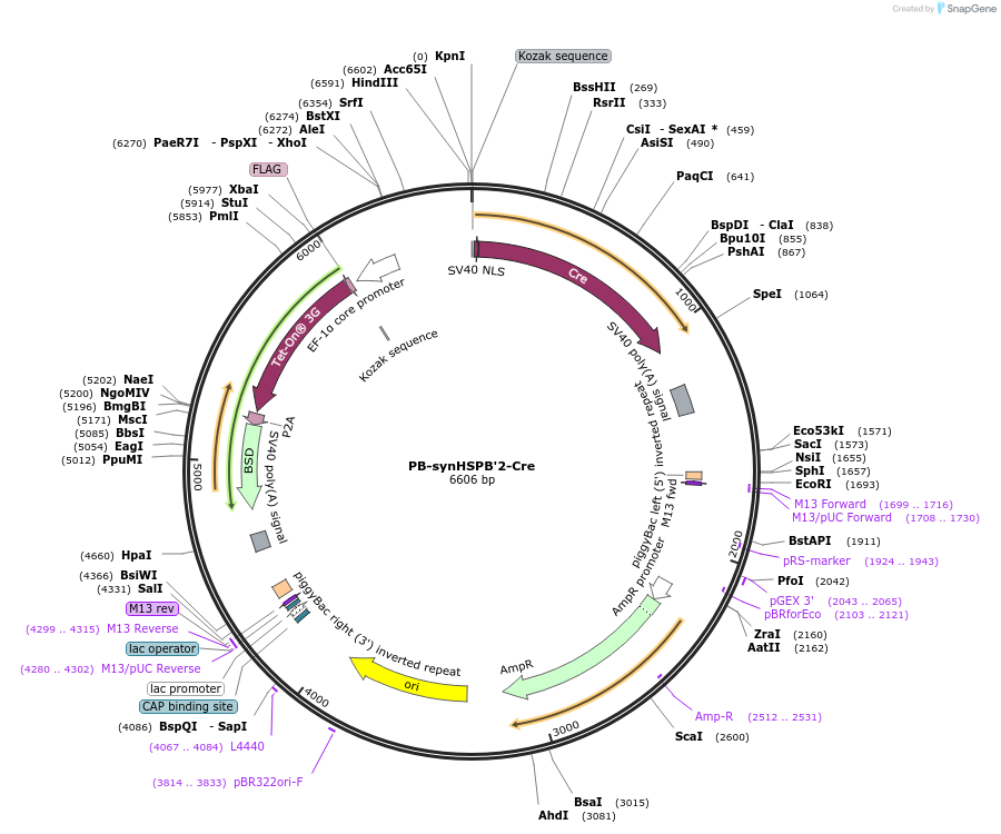 235220-plasmid-map-sequence-id-467764