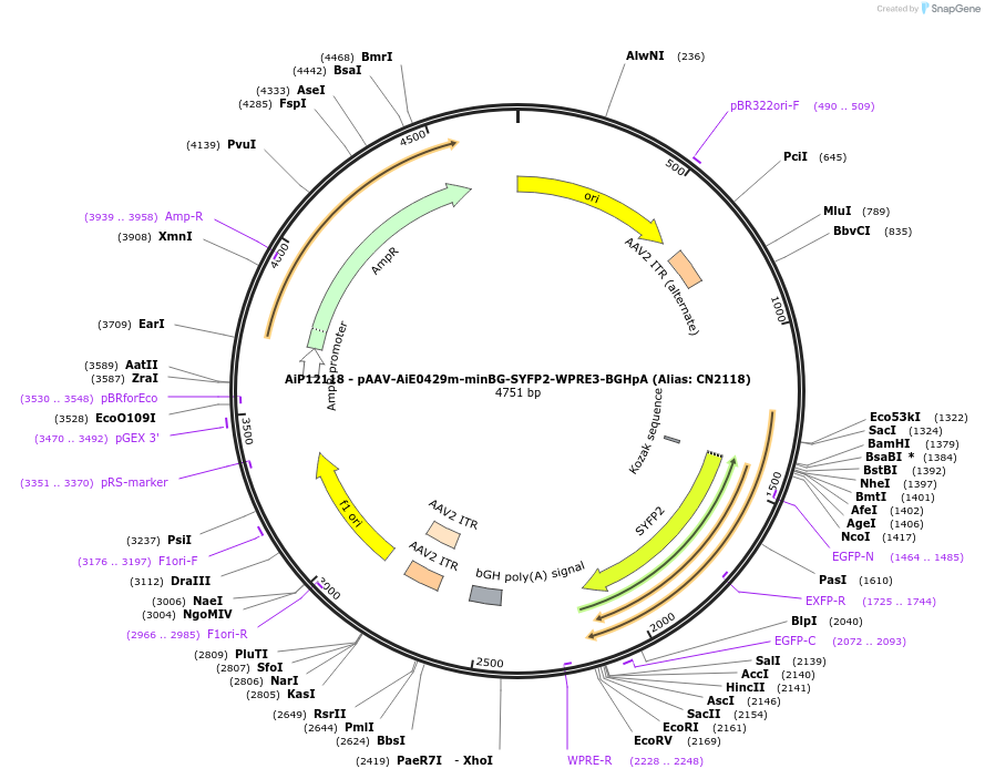 230187-plasmid-map-sequence-id-467772