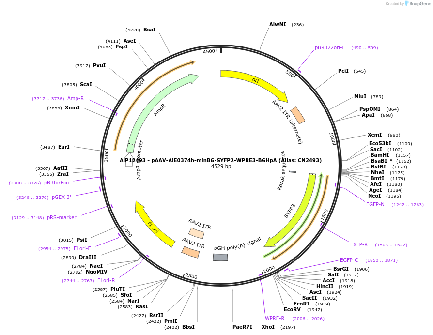 230214-plasmid-map-sequence-id-467773