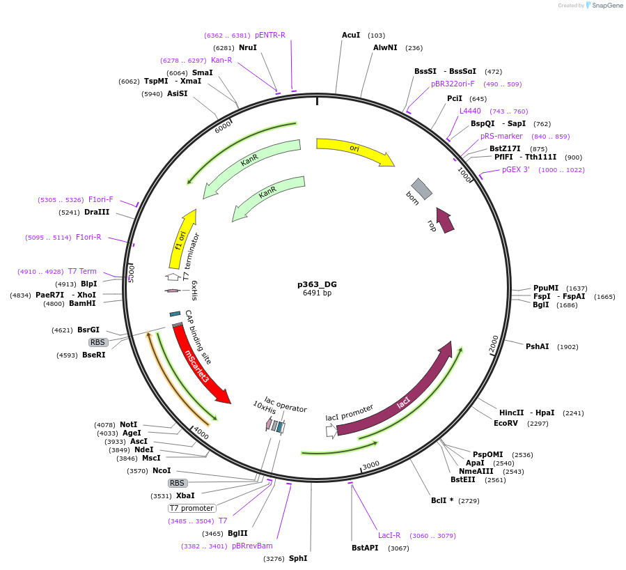 234685-plasmid-map-sequence-id-467774