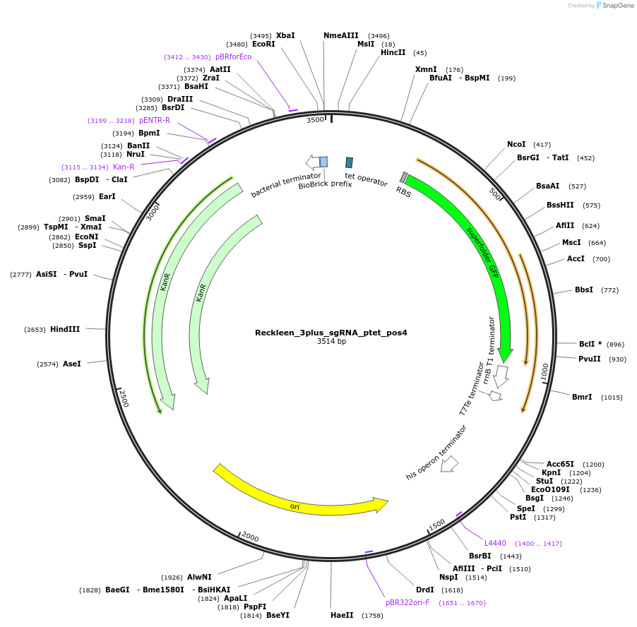 233459-plasmid-map-sequence-id-467777