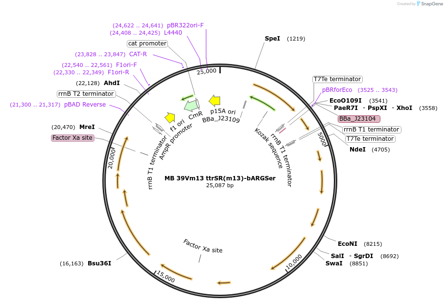 232472-plasmid-map-sequence-id-467798