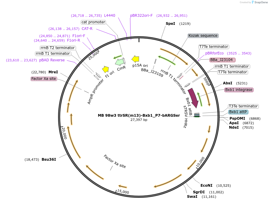 232473-plasmid-map-sequence-id-467800