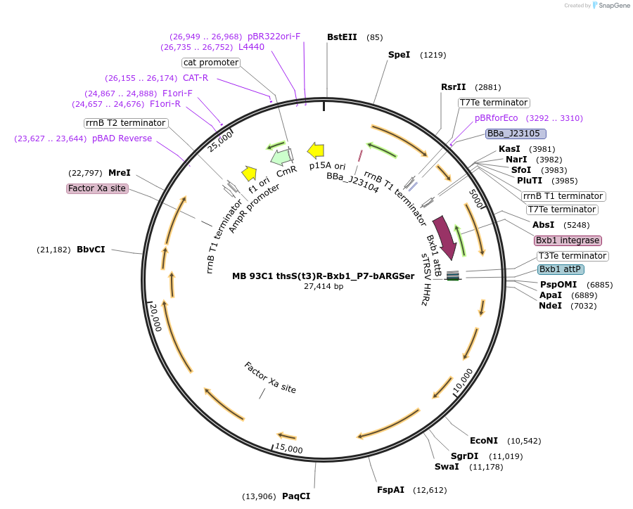 232469-plasmid-map-sequence-id-467801