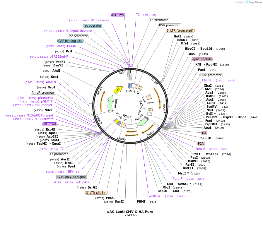 236080-plasmid-map-sequence-id-467818