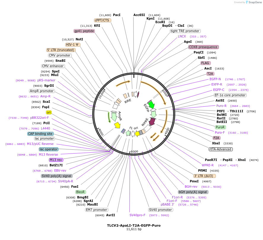 234948-plasmid-map-sequence-id-467820