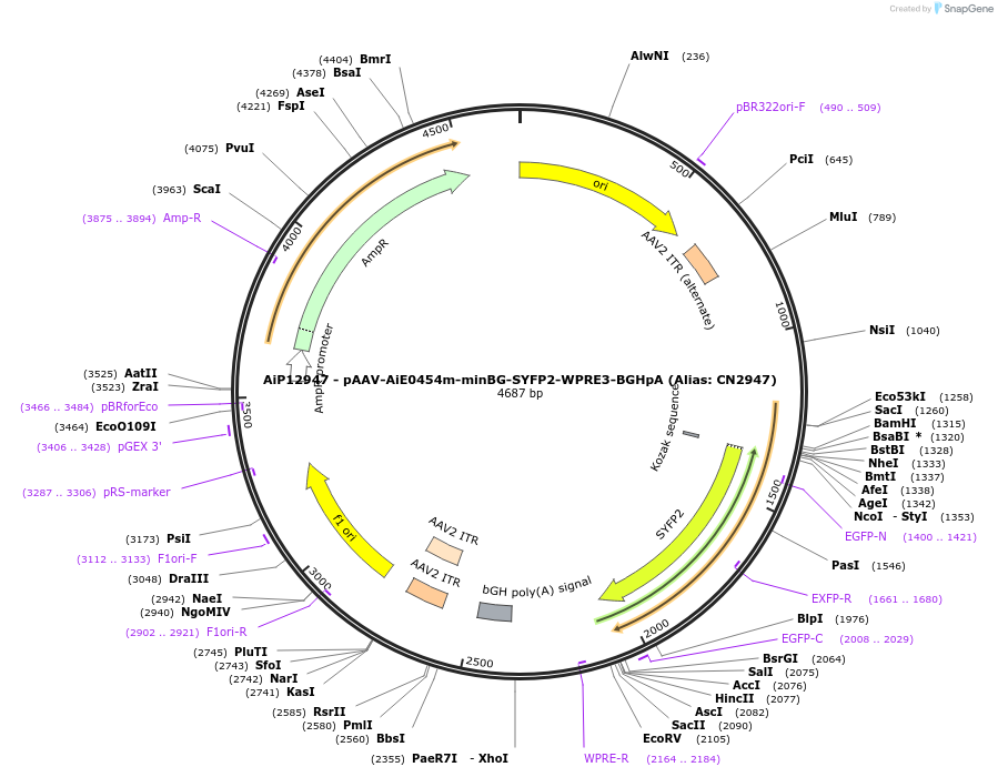 230269-plasmid-map-sequence-id-467825