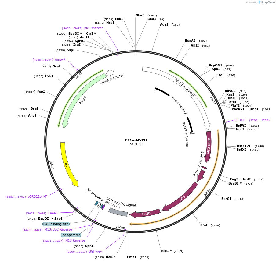 235594-plasmid-map-sequence-id-467827