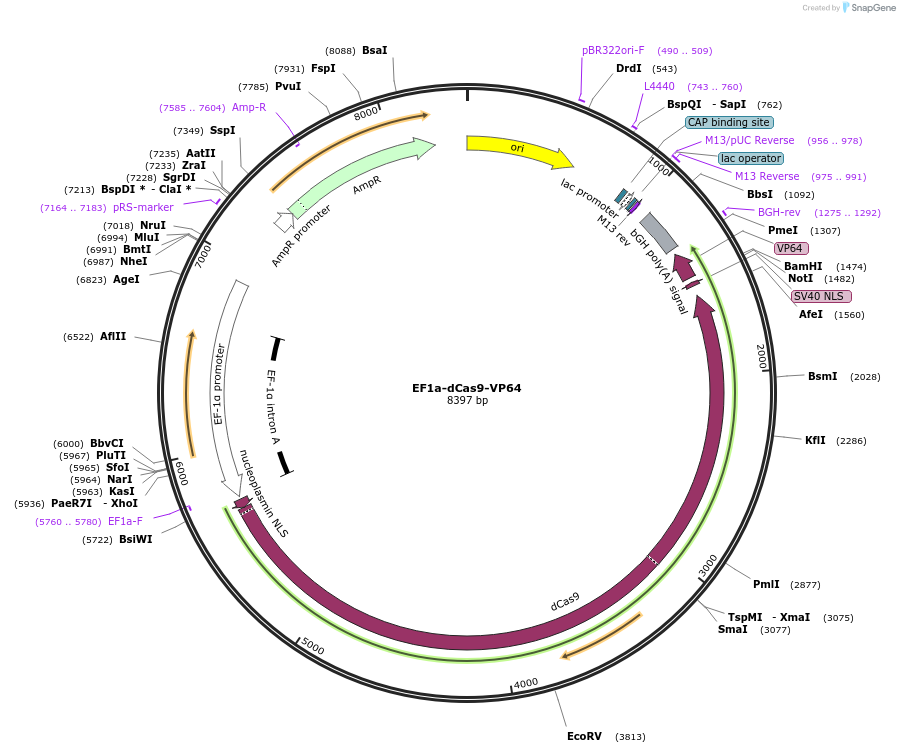 235595-plasmid-map-sequence-id-467829
