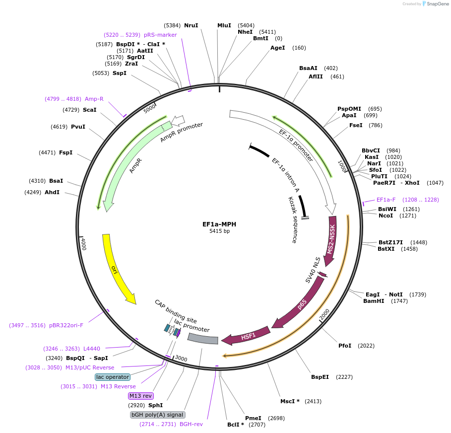 235596-plasmid-map-sequence-id-467830