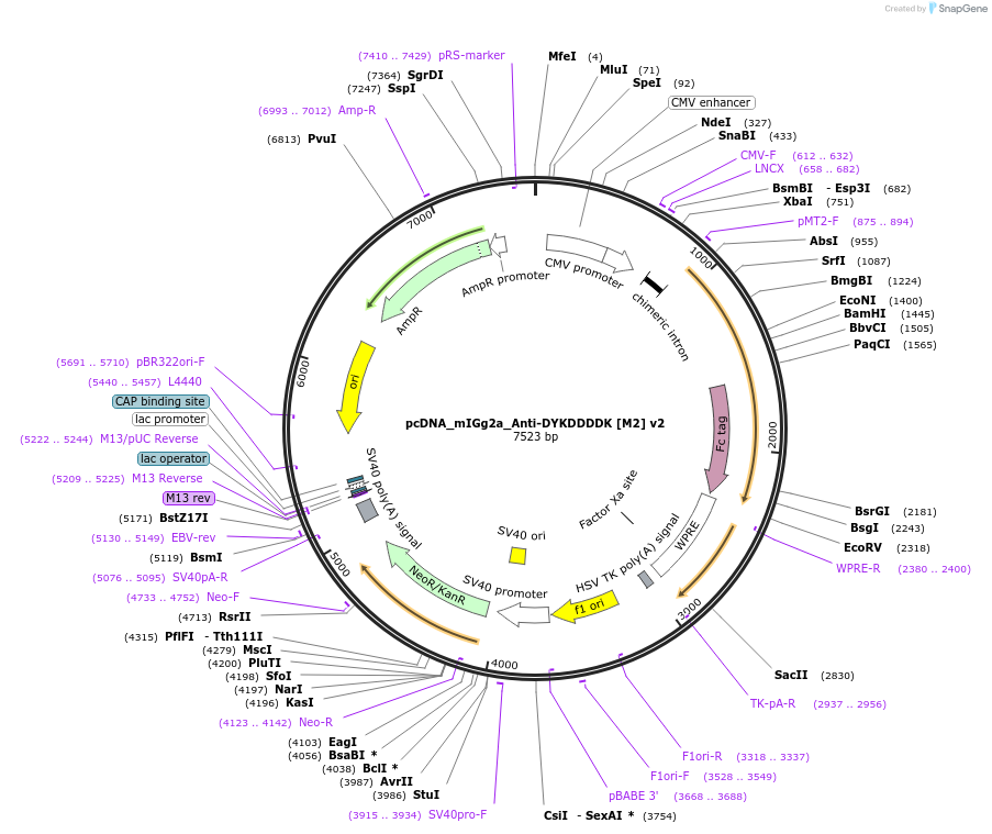 236293-plasmid-map-sequence-id-467831