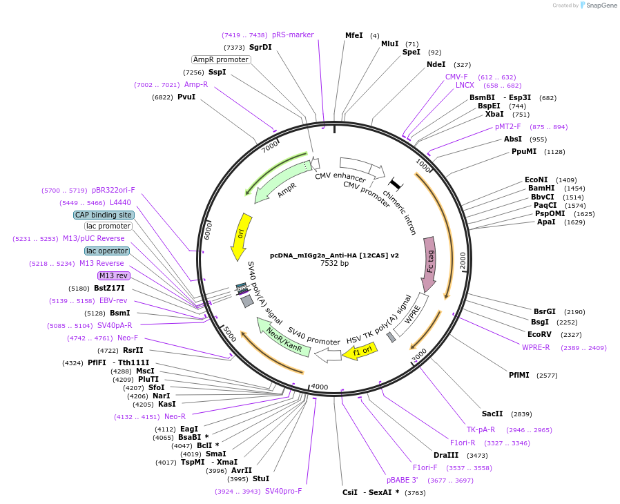 236295-plasmid-map-sequence-id-467832