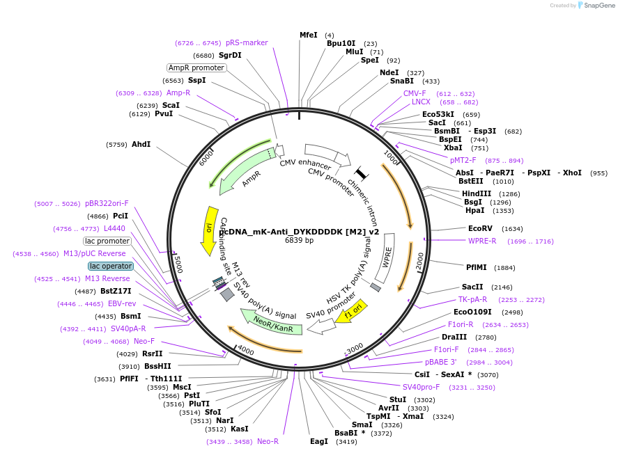 236294-plasmid-map-sequence-id-467833