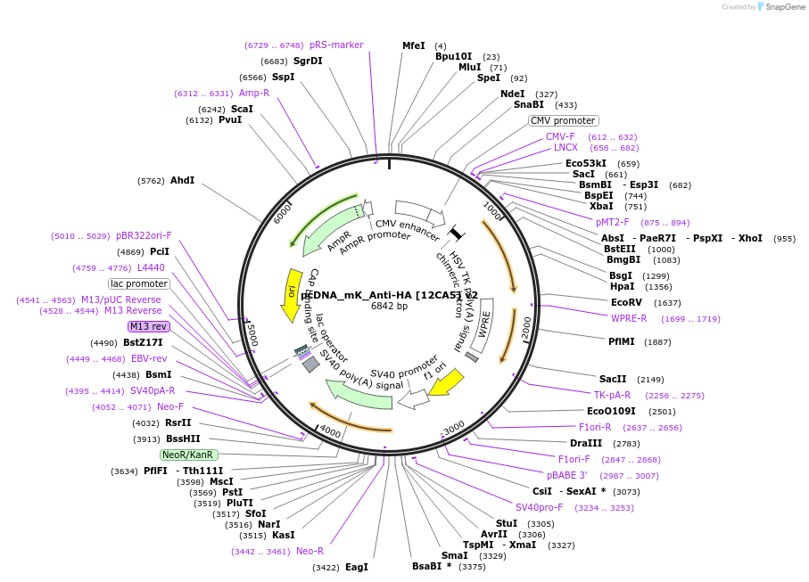 236296-plasmid-map-sequence-id-467834