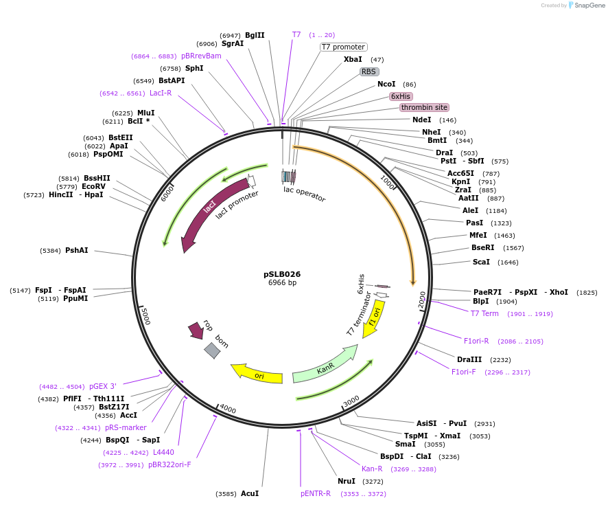 234635-plasmid-map-sequence-id-467838