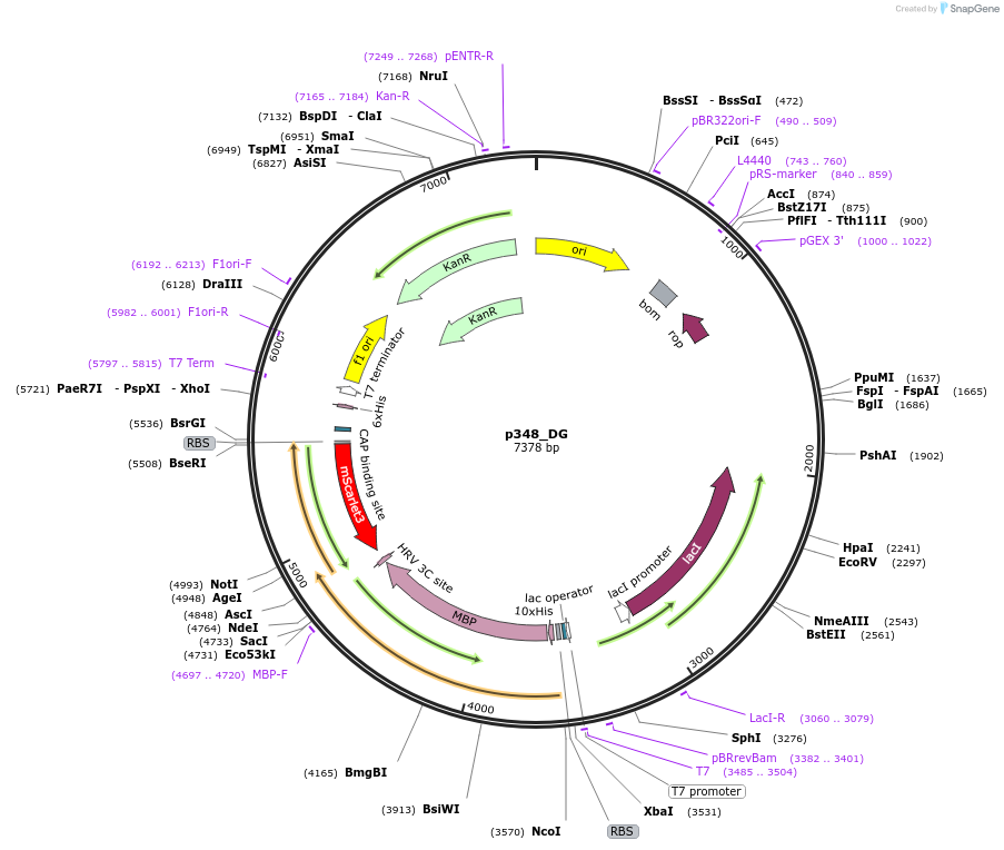 234678-plasmid-map-sequence-id-467844