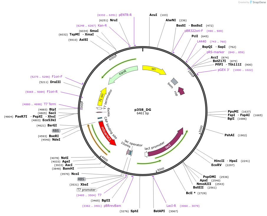 234701-plasmid-map-sequence-id-467848