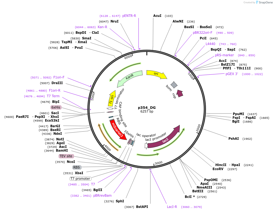 234697-plasmid-map-sequence-id-467849