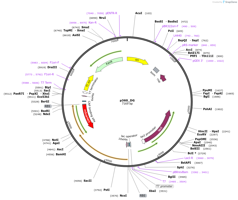 234703-plasmid-map-sequence-id-467851