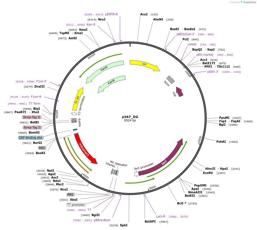 234689-plasmid-map-sequence-id-467852