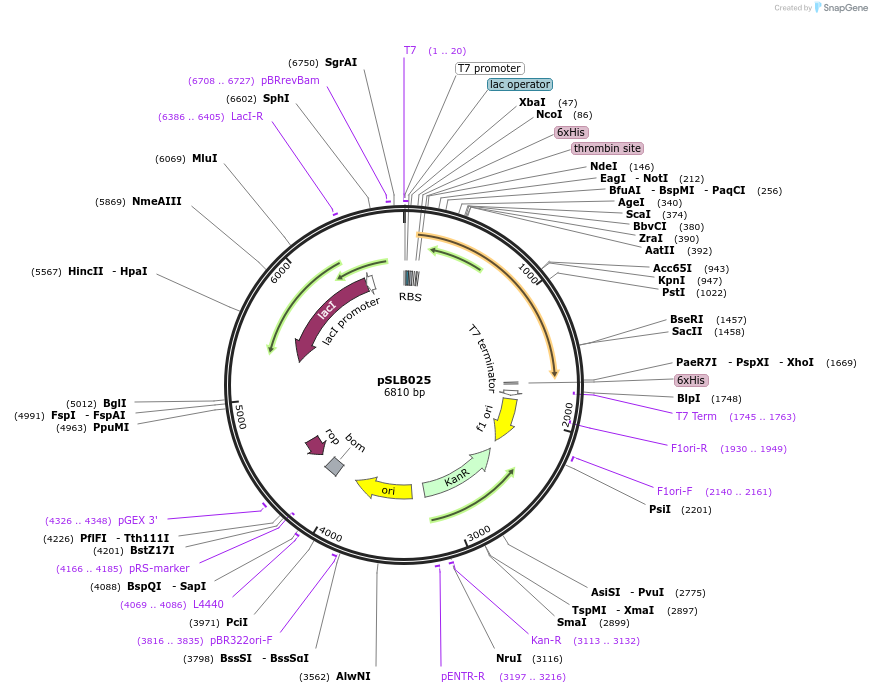 234634-plasmid-map-sequence-id-467856