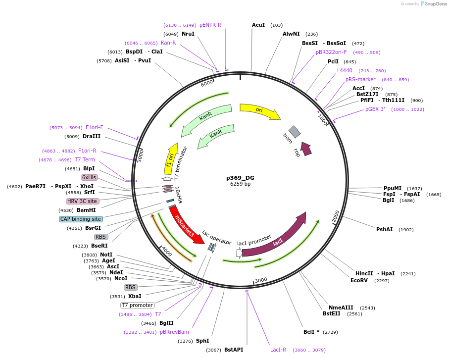 234692-plasmid-map-sequence-id-467858