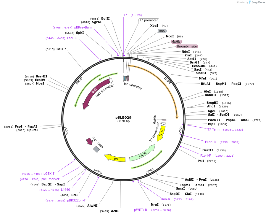 234638-plasmid-map-sequence-id-467860