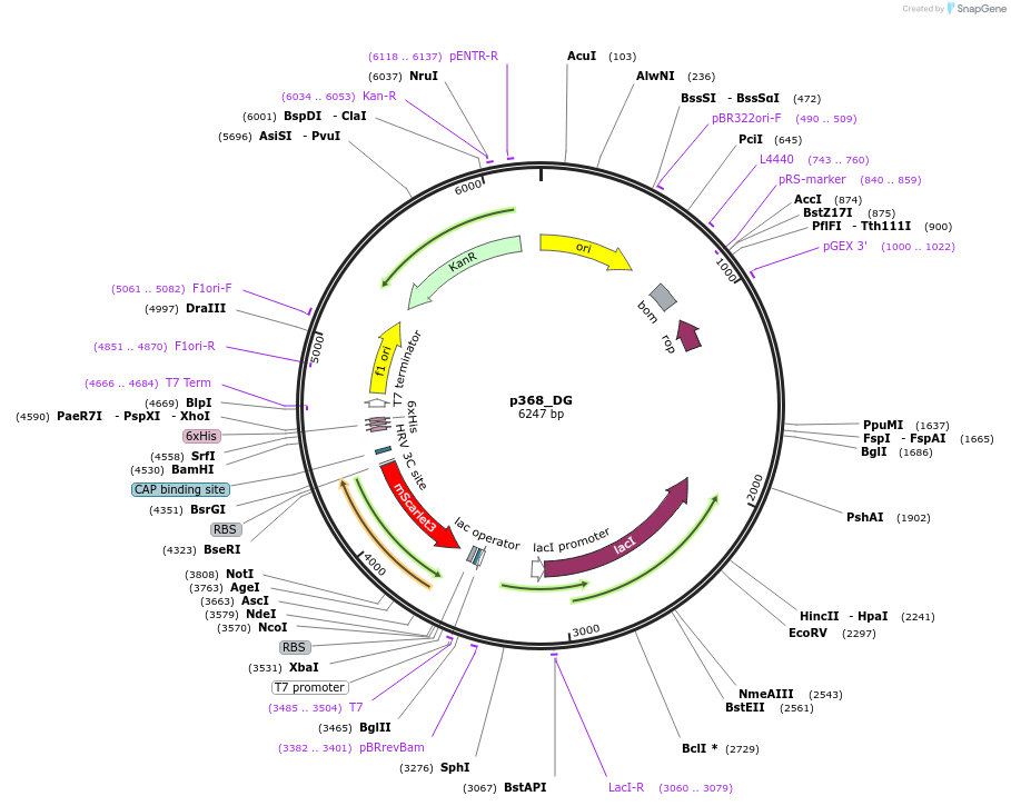 234691-plasmid-map-sequence-id-467862