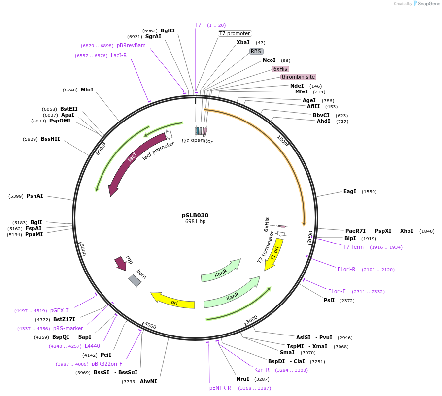 234639-plasmid-map-sequence-id-467863
