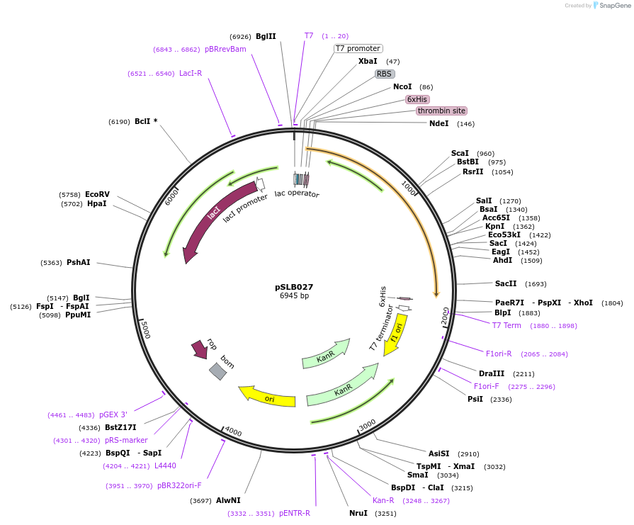 234636-plasmid-map-sequence-id-467864