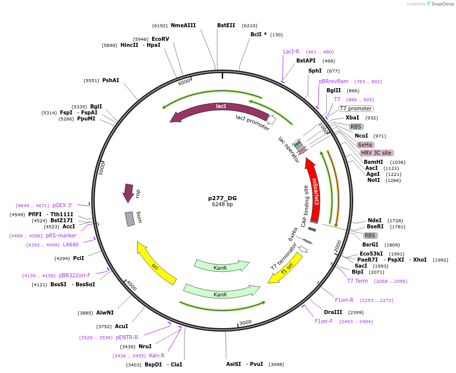 234695-plasmid-map-sequence-id-467867