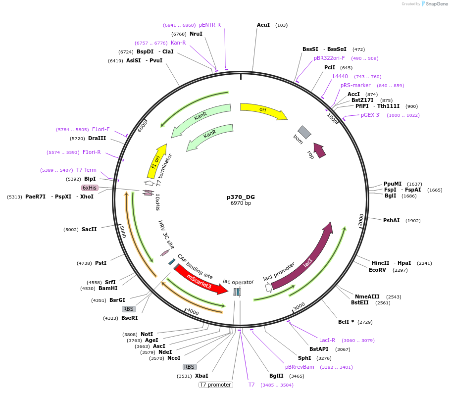 234693-plasmid-map-sequence-id-467868