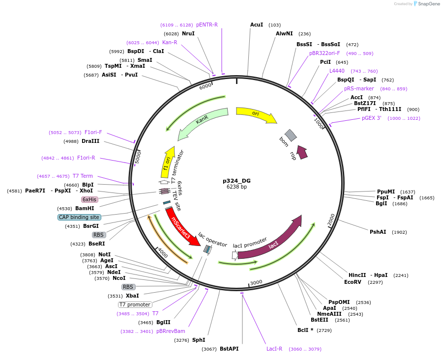 234690-plasmid-map-sequence-id-467870