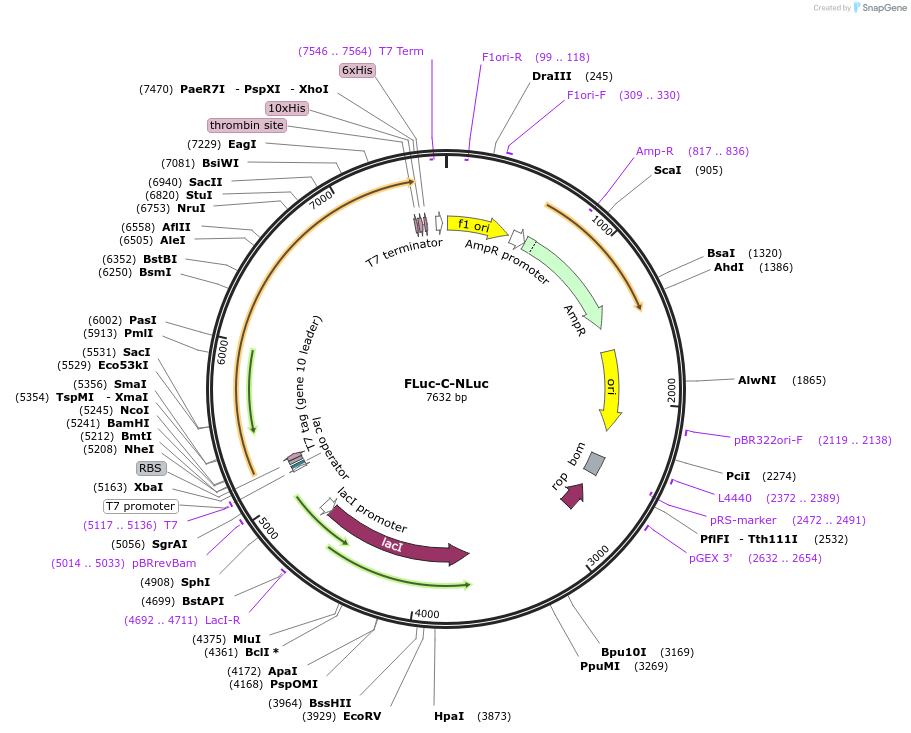 234566-plasmid-map-sequence-id-467872
