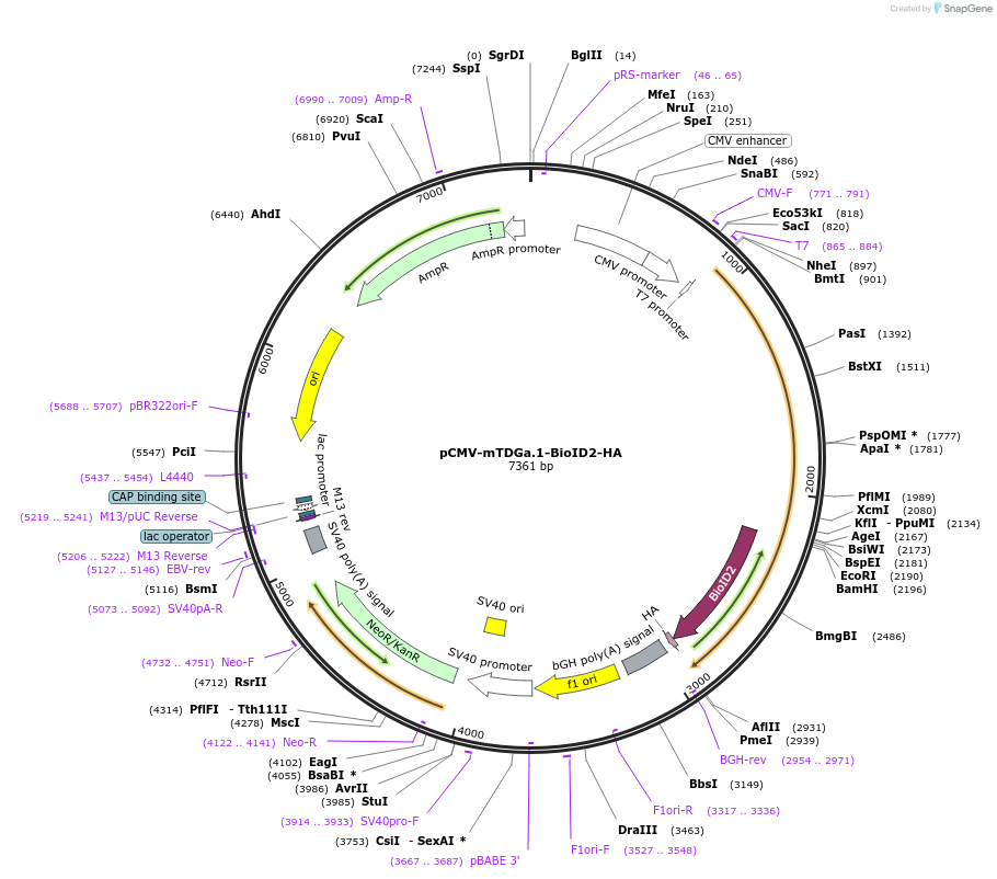 232028-plasmid-map-sequence-id-467873