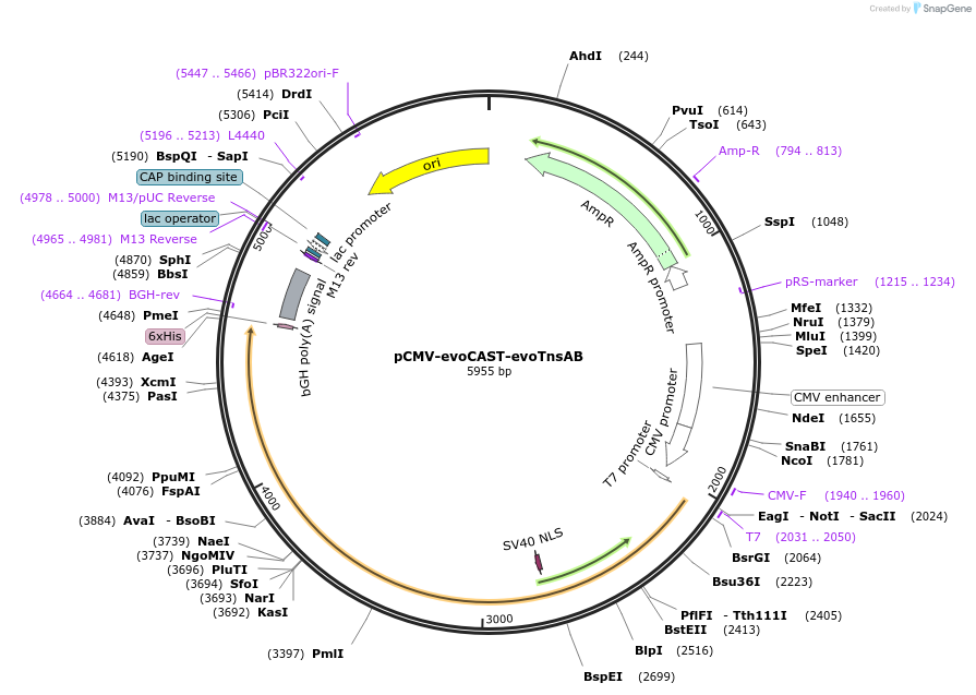 234729-plasmid-map-sequence-id-467877