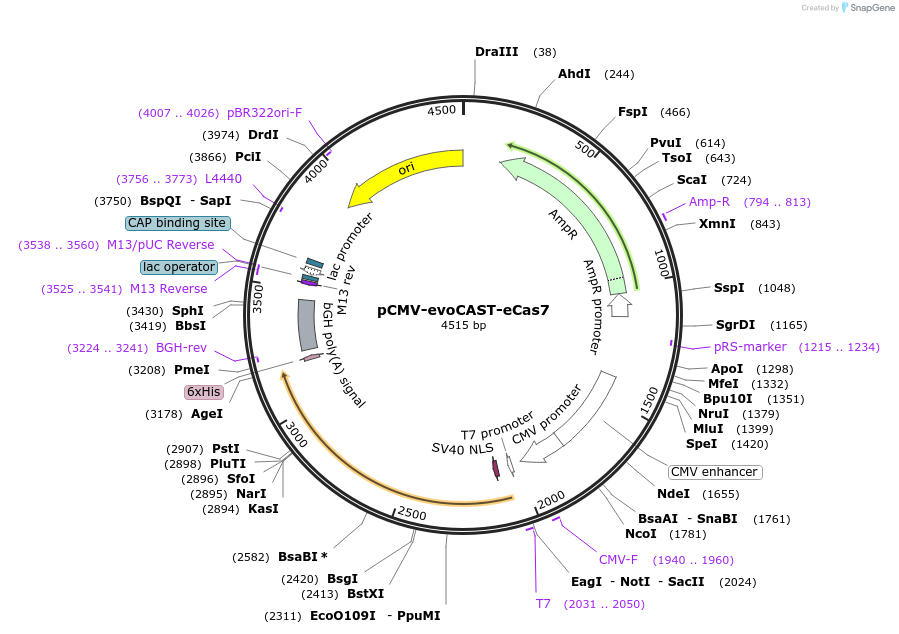 234726-plasmid-map-sequence-id-467878