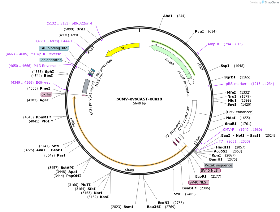 234727-plasmid-map-sequence-id-467882